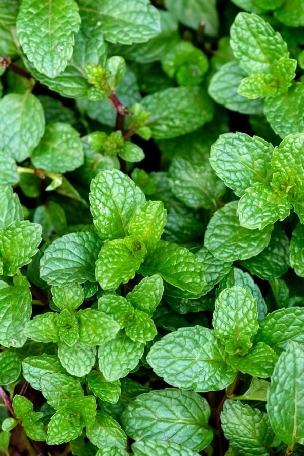 Peppermint - Soap So Fresh Soap Bars - SOAP SO FRESH